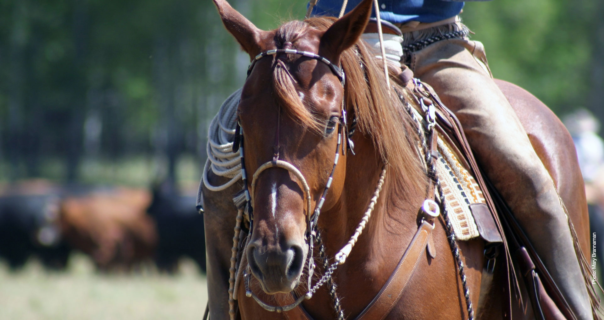 Partial view of Buck astride his horse