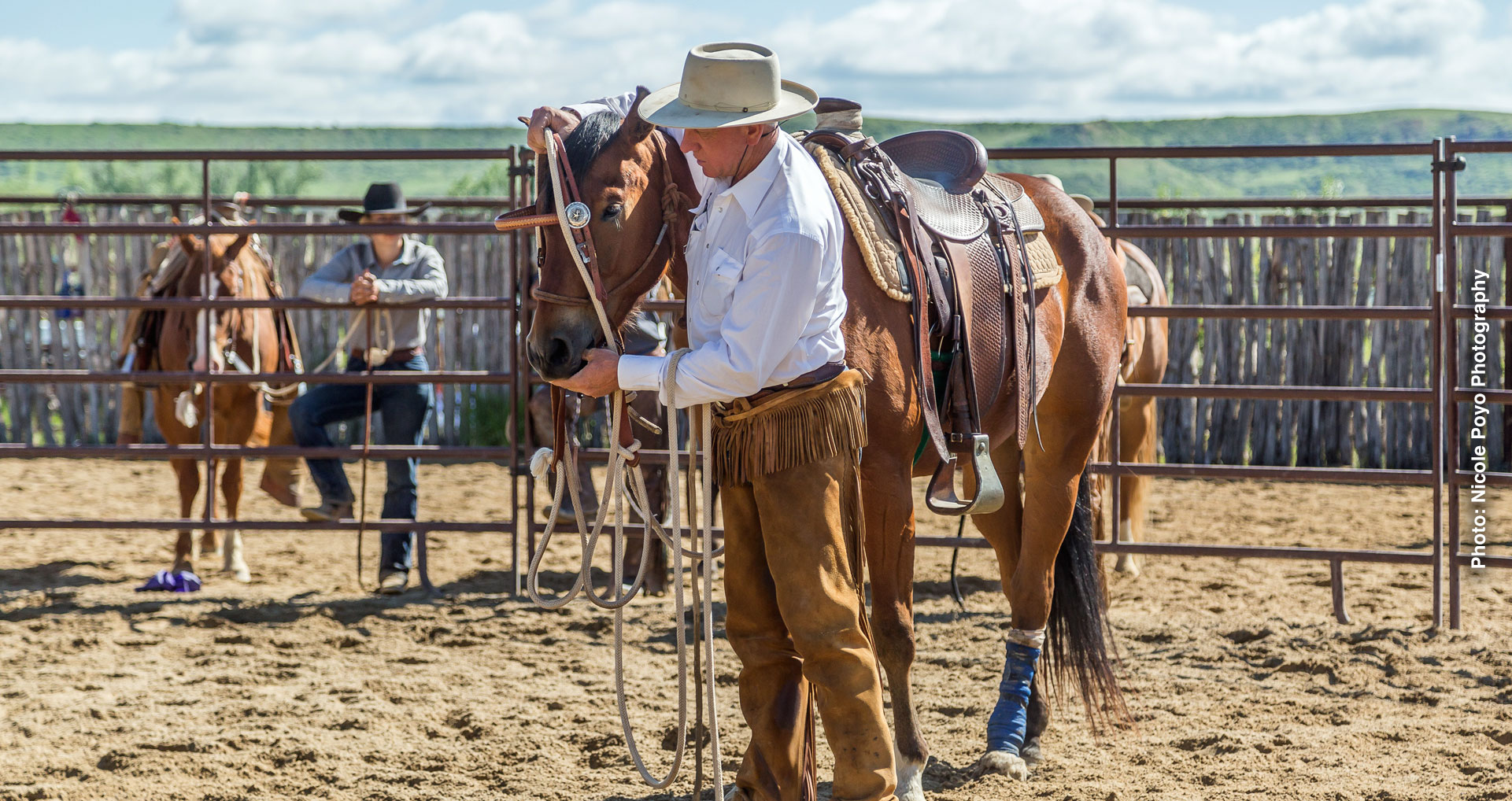 Buck placing halter on horse's head